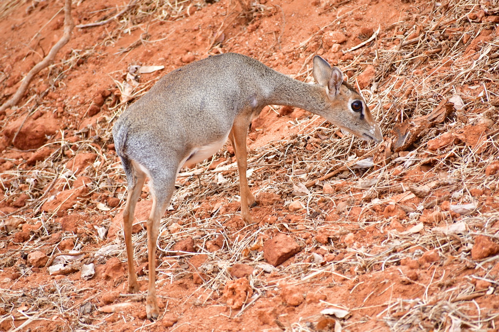 Tsavo East National Park
